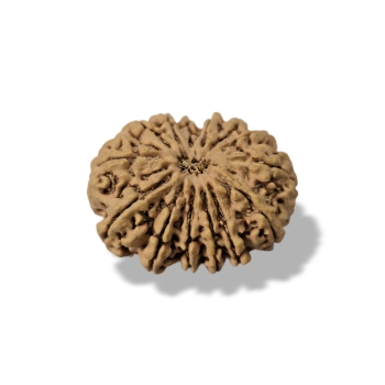 Rudraksha - Rudraksza 14 twarzy (Mukhi) Klejnot Bógów
